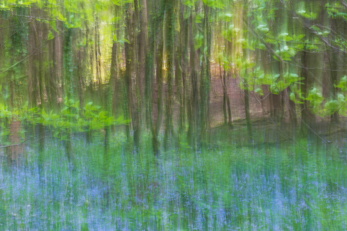 Prior's Bluebell Wood - Portbury Somerset
