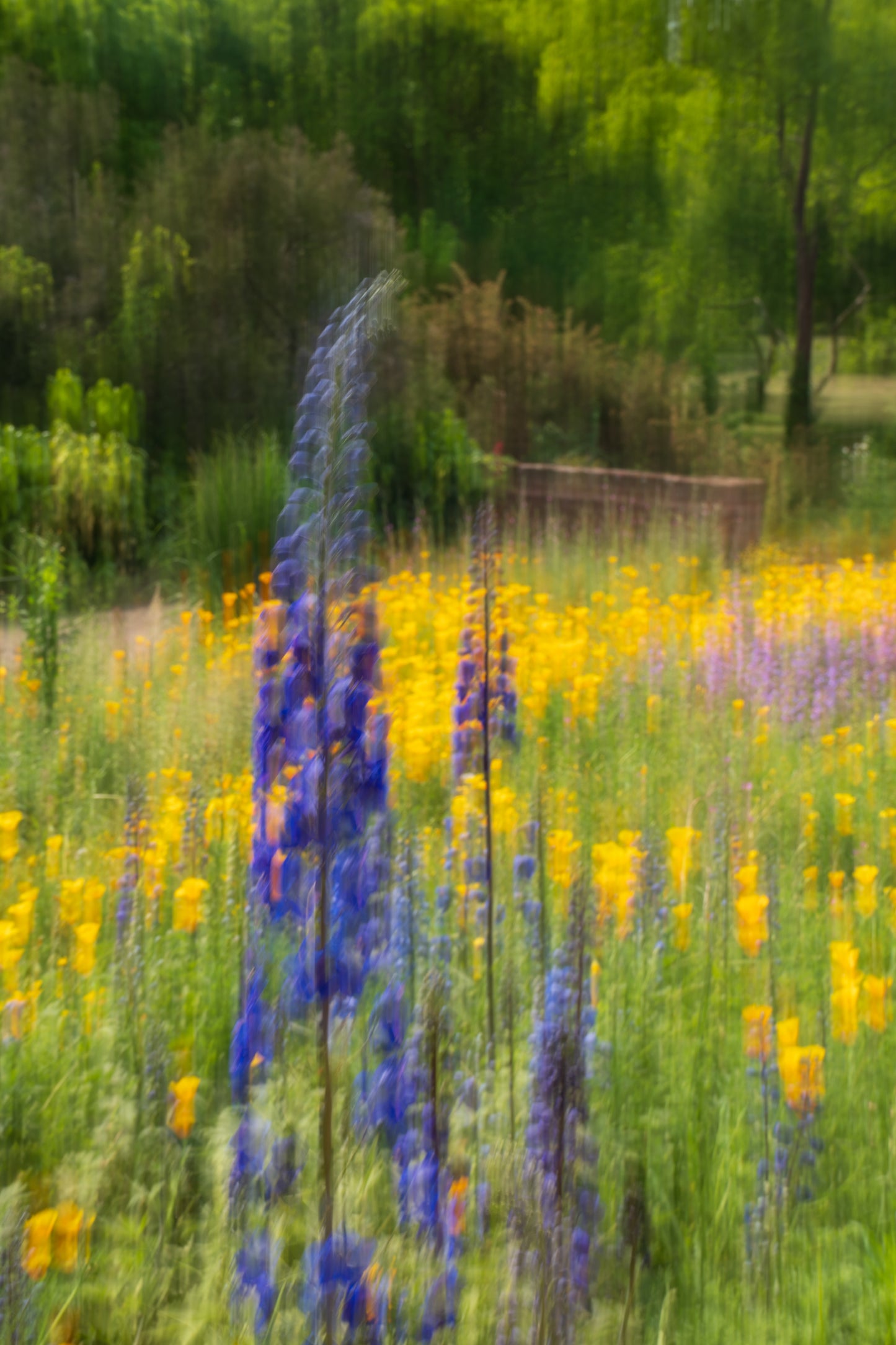 Yeo Valley - Foxgloves.