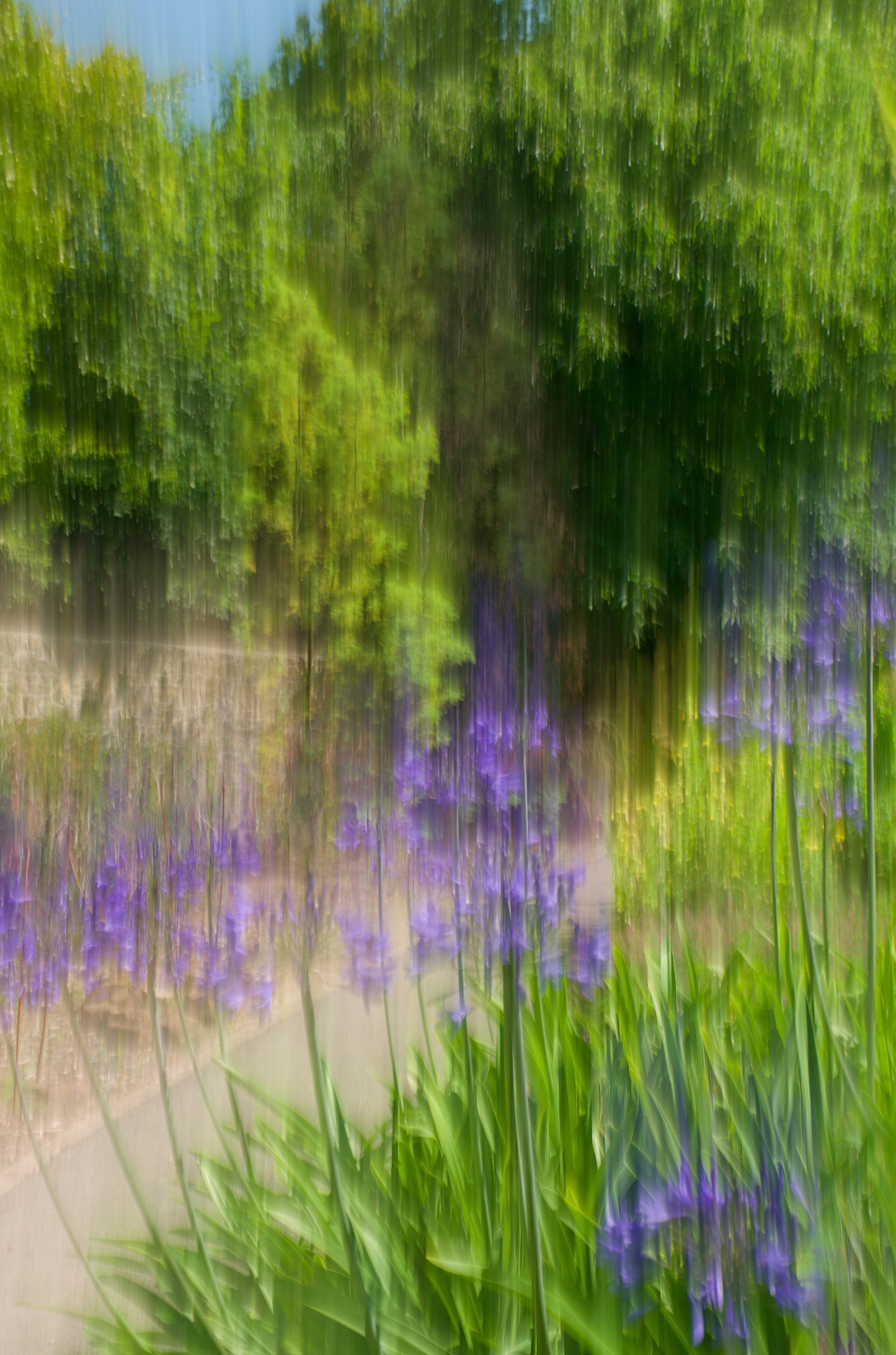 Iris's in bloom - Royal Fort Gardens