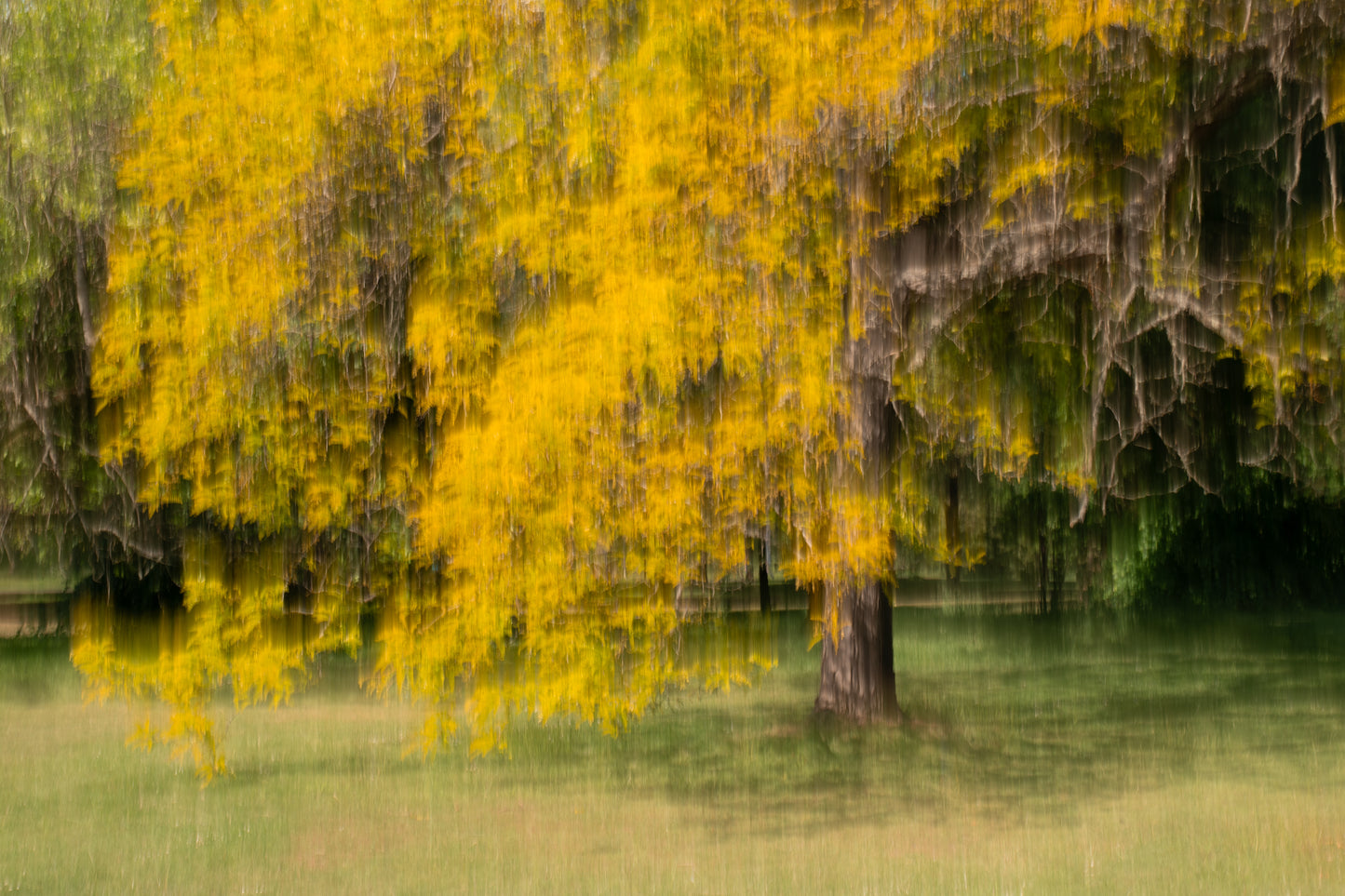Westonbirt - Autumn Glory