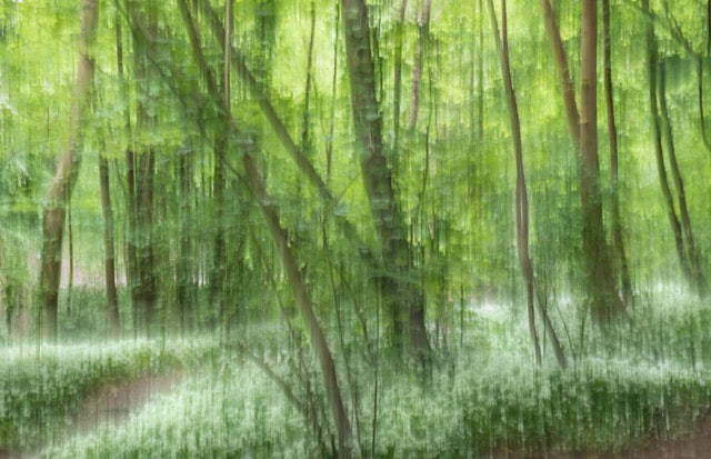 Badock's Wood