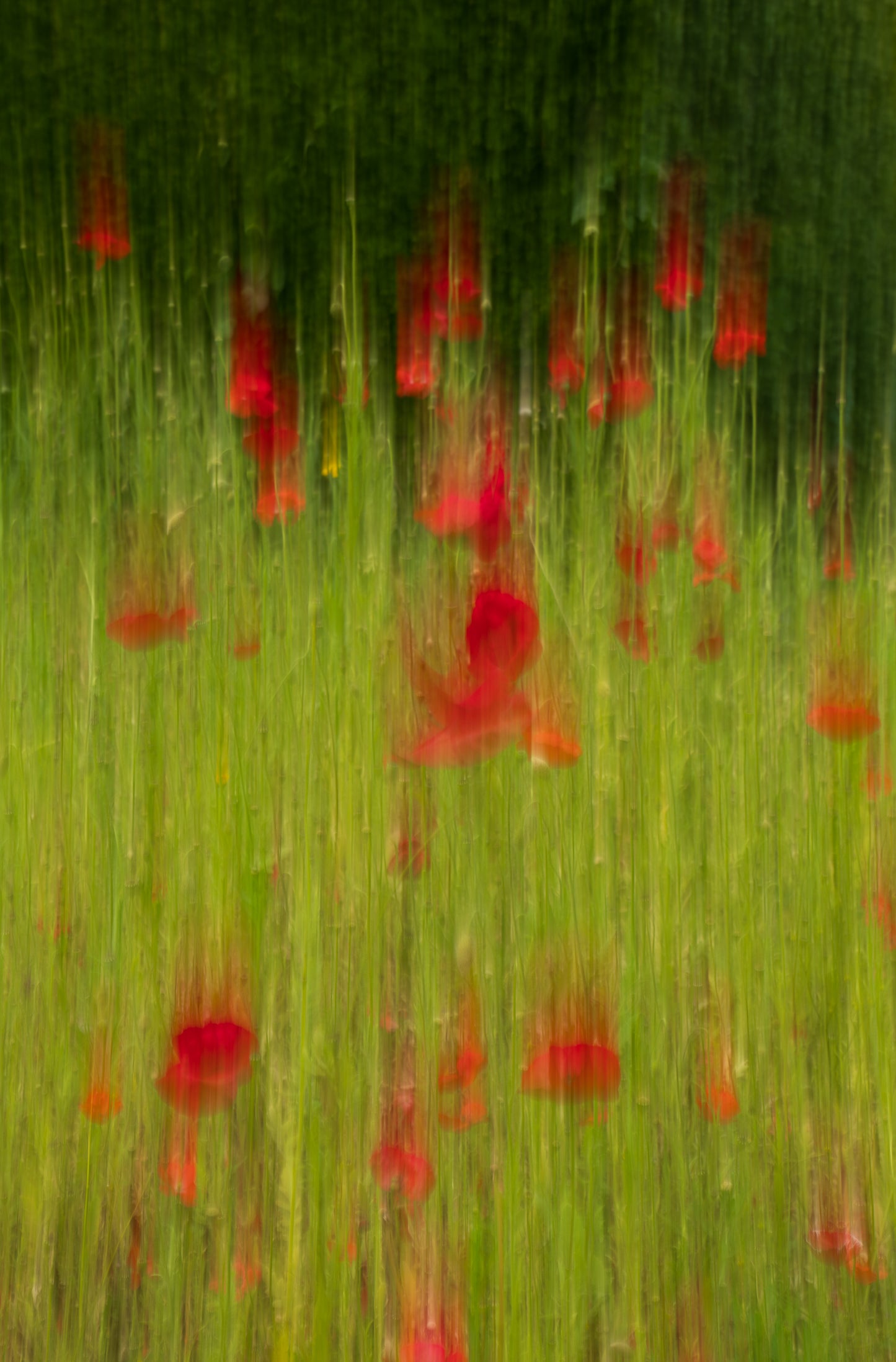 Poppies - Coombe Dingle
